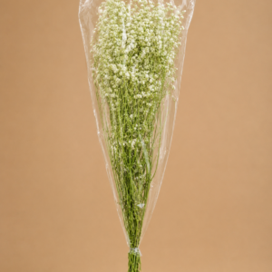 White Baby's Breath