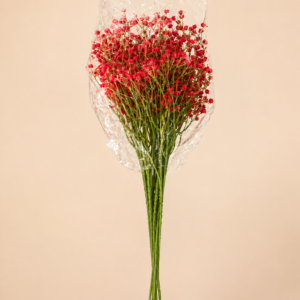 Baby's Breath Red