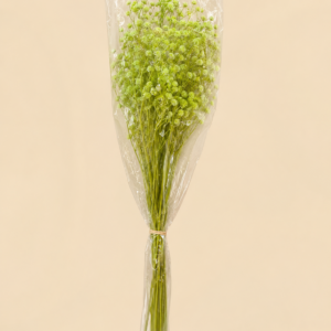 Baby's Breath Green