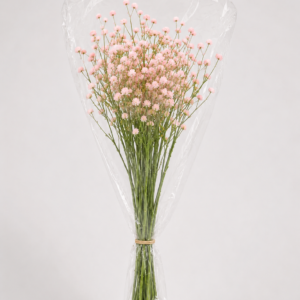 Baby's Breath Baby Pink