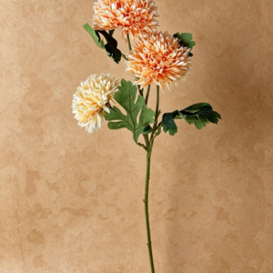 Disbud Chrysanthemum