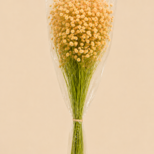 Baby's Breath Peach