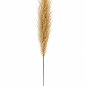 Pampas Grass