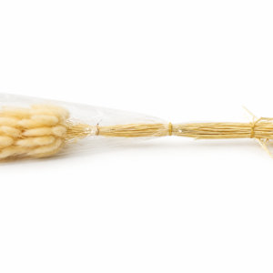 Bunny Tail Dried Flower