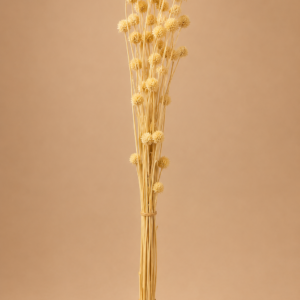 Dry Pompom
