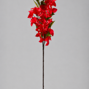 Bougainvillea Red